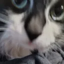 Bad_ass_cat_