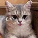 𝙼𝚞𝚛𝚝𝚘𝚗