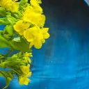 リョ虹鯖だよ