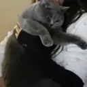 Palilgr