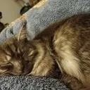 Ash's Cuddle Puddle