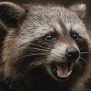    Dark Order of Raccoons Discord Server Icon