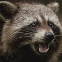 🦝 Dark Order of Raccoons