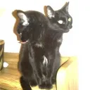Coven of The Black Cat