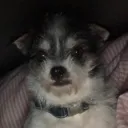 Gus Gang