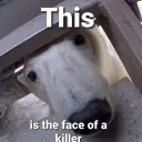spooz wacky discord server (s.w.d.s)