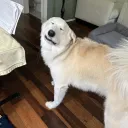 Lua Discord Server Icon