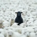 ʟᴏɴᴇ ʀᴀɴɢᴇʀꜱ