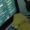 Lizard Hangout