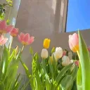 ·:¨༺ ａｔａｒａｘｉａ ༻¨:·.'s icon