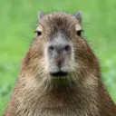 Ratonidas Canal Insano