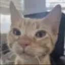 Purrtun Central