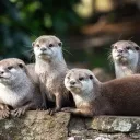 🦦 OTTER CORD PUBLIC 🦦 / closed