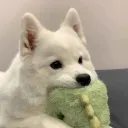 doggies