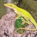 The Anole Club