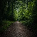 the forest