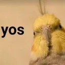 The Bird Barrel