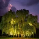 ↣ The Willow Tree ↢
