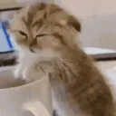 Kitty Cafe >^•-•^< Discord Server Icon