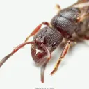 Antropics Discord Server Icon