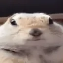 risotto
