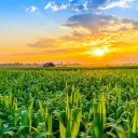 Sooi’s Corn Field