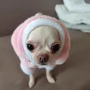 Luni's Diary Discord Server Icon