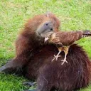 Kapibaraklik — мониторинг Discord сервера, статистика и рейтинг