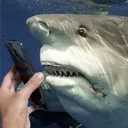 🌈Blåhaj celebrates August!!?🦈