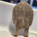 ʙᴀᴄᴀʀᴅɪ ʟᴏᴠᴇʀꜱ