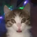 le meeowsic