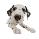 dog bone𓈒      ᢉ𐭩        Ი︵𐑼