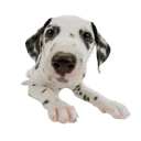 dog bone𓈒 ᢉ𐭩 Ი︵𐑼 Discord Server Icon