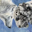 Wolves and Tigers💜