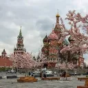 🌸 Москва》2024 RP