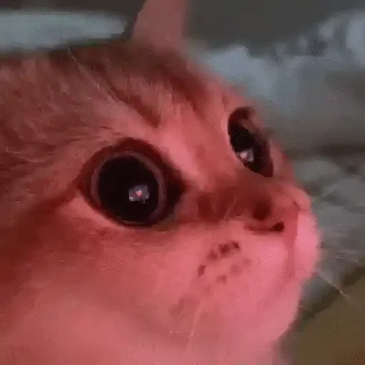 MeowMeow — мониторинг Discord сервера, статистика и рейтинг