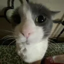 EVILCORD  Discord Server Icon