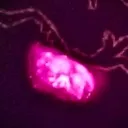 Sakura Hearts Discord Server Icon