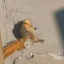 𝐖.𝐓.𝐏.𝐒