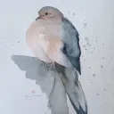 Dove community discord icon