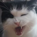 Chonker Nation