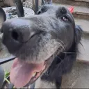 Chainsaw Man Server Discord Server Icon