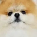 鯖鯖