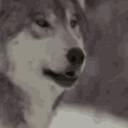 TÜRKİYE Discord Server Icon