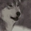 TÜRKİYE Discord Server Icon