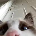 bbc Discord Server Icon