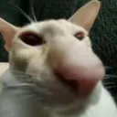 wtf