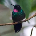 SimonS6 Birding's icon