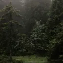 TheWoods