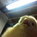 うみねこのサーバー